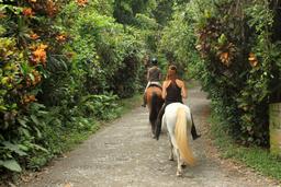 jungle beach horseback tour dirt road 4