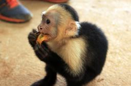 A capuchin monkey gnaws on a piece of mango while at the Osa Mountain Wildlife Sanctuary on August 13, 2013.