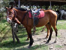 The morning started with a horseback ride, through the valleys around Monteverde on April 17, 2013. This was Camacho, my noble steed for the day.