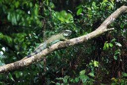 A green iguana stretches out on a branch above the Tortuguero River on September 21, 2013.