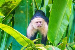 whiteface monkey stairing at the boat