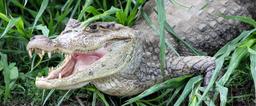 A caiman opens its mouth to cool off while sunbathing along the Frio River's shore  on March 9, 2013.