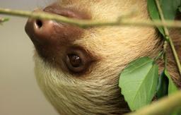 A young two toed sloth crawls along a branch at the Jaguar Rescue Center on Oct. 9, 2013.
