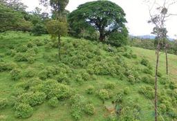 man ziplining from tree platform
