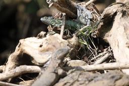 Two green iguanas sunbathing on March 22, 2013. Named for the green coloration they have when they are young, green iguanas change their colors with age and live between 15 and 20 years. 