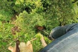 Looking down from the top of a camaron tree on the Hacienda Baru tree climb tour on August 20, 2013.