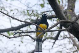 black headed trogon 7