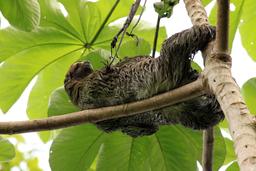 A three toed sloth reclining in a cecropia tree on August 20, 2013.