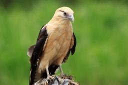 crocodile safari tour osprey 6
