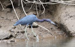 A little blue heron wades in shallow water searching for small fish on March 22, 2013.