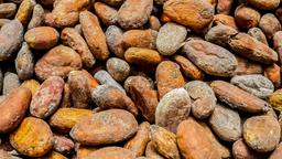 drying cacao finca kobo chocolate tour 4