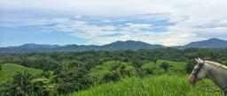 horse head with a forest view hacienda ario