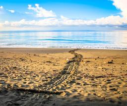 turtle tracks at the entrance of piro beach