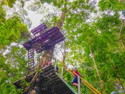 tall platform corcovado canopy tour