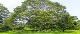 guanacaste tree