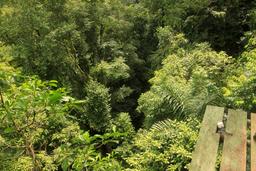 safari canopy tour look down 2
