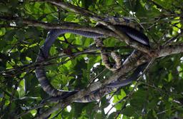 An oriole snake hangs out in a tree above the river searching for bird nests on March 22, 2013.