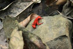 kekoldi reserve strawberry dart frog 5