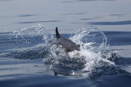 dolphin half submerged 2