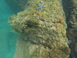 starfish on reef 8