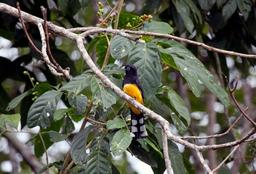 A black headed trogon lands on a branch in front of a group of capuchin monkeys (not pictured) on March 9, 2013.