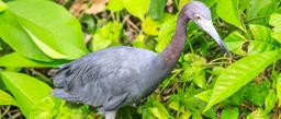 A blue heron wades through shallow waters looking for prey in Tortuguero National Park on September 19, 2013.