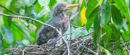 A baby green heron looks for its mother above the Tortuguero Lagoon on September 24, 2013.