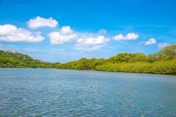 mangrove canal in the tamarindo estuary