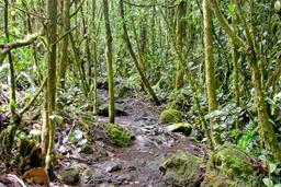 lava molten rock burried on the ground under trees on the trail of arenal volcano 1968 eruption site lookout point