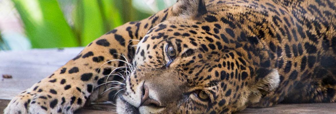 jaguar lying down face parque simon bolivar san jose