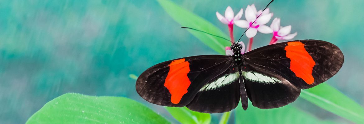 black red white butterfly las palmas butterfly garden near puerto jimenez