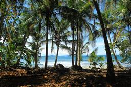 gandoca manzanillo wildlife refuge coastal forest 4