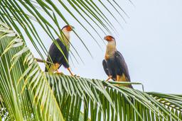falcons perched on a coconut tree branch