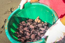 bucket of baby turtles ready to be released at piro beach