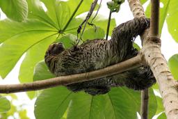 flight of the toucan tree climb combo tour three toed sloth 3