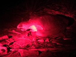 turtle face camaronal 11