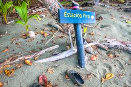 turtle hatching at piro beach costa rica 5 2
