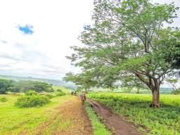 borinquen horseback trail flat tree rincon de la vieja