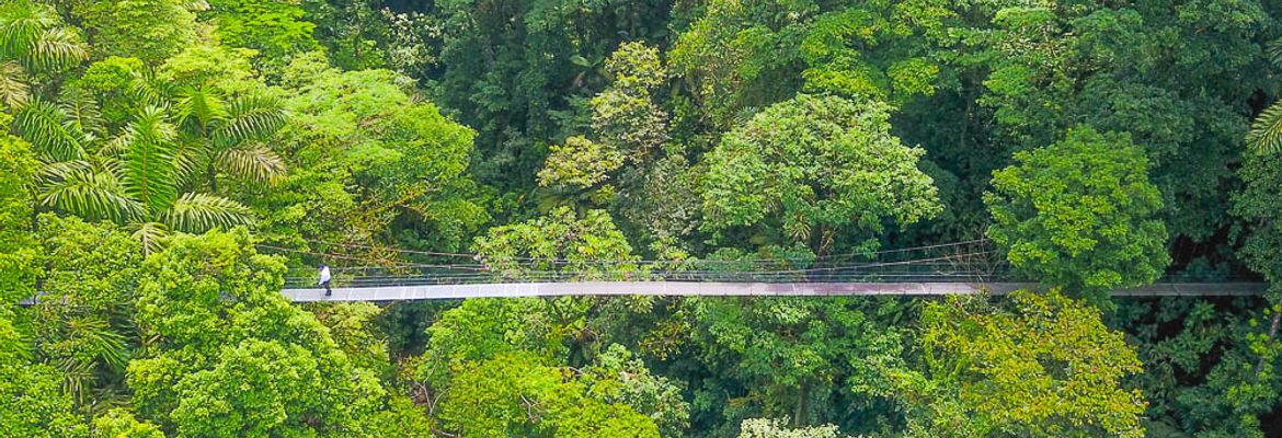 a person standing on arenal hanging bridges mistico park aerial view