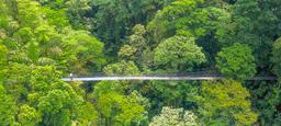 a person standing on arenal hanging bridges mistico park aerial view