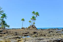 palm trees on rocks hike from sirena to la leona ranger station corcovado national park