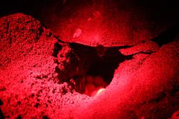 closeup turtle egg hole camaronal 6