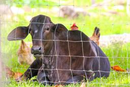 veal behind a fence sierpe mangler