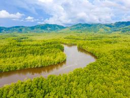 sierpe wetlands aerial views 16