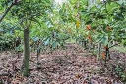 rows of cacao trees finca kobo chocolate tour