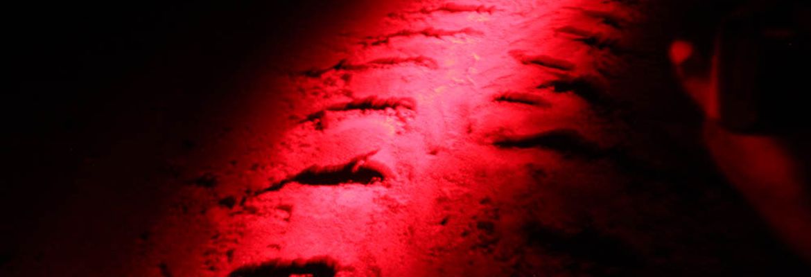 turtle tracks camaronal 1