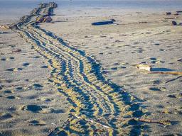 turtle tracks towards the ocean at piro beach
