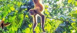 tortuguero all inclusive tour page spider monkey 6