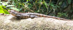iguana on a fallen branch at sirena ranger station corcovado national park