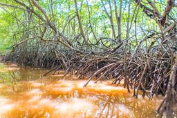 exposed mangrove root at low tide in the tamarindo estuary